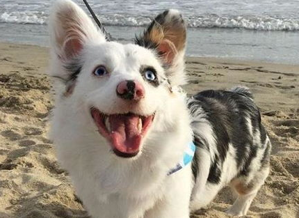 给狗狗做绝育的利弊有哪些？狗狗一般多大的时候做绝育？