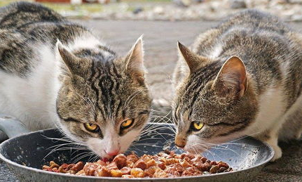 你们说，猫肉垫破了出血了怎么办？