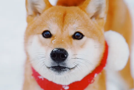 柴犬可以吃什么蔬菜?柴犬能吃的蔬菜有很多! 柴犬可以吃什么蔬菜?柴犬能吃的蔬菜有很多!