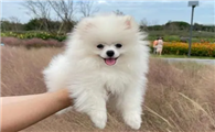 100元的博美犬