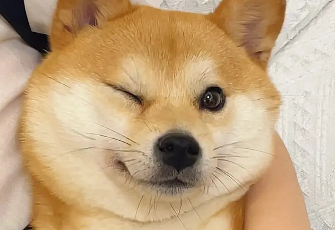 柴犬幼犬晚上叫，如何改善柴犬幼犬晚上叫的行为？