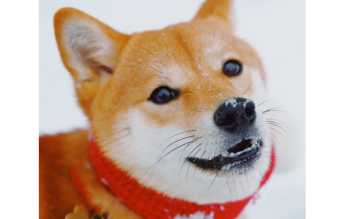 小柴犬的眼睛凹进去，小柴犬出现眼睛凹陷是什么原因？