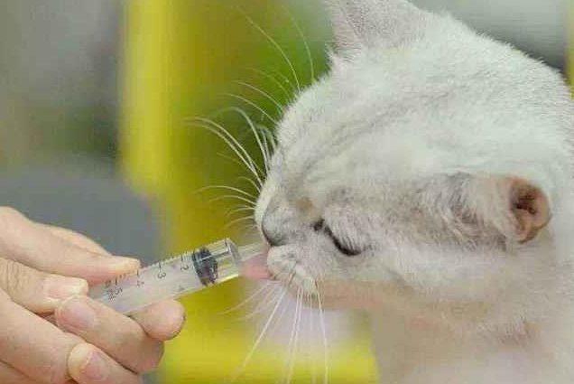 宠立安有止痛效果嘛 宠立安有止痛效果嘛