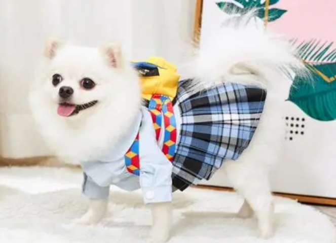ic宠物服饰好不好