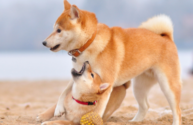 柴犬不喜欢什么 这个东西柴犬最讨厌