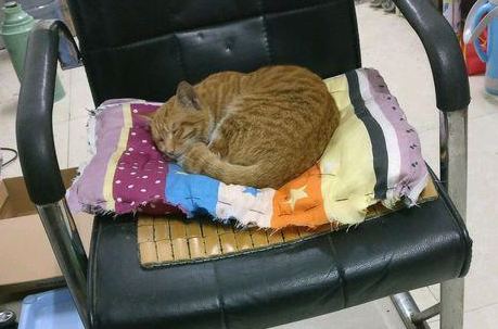 宿舍门口来了一只流浪橘猫,只喜欢吃肉,网友:这是要吃穷的节奏 宿舍门口来了一只流浪橘猫,只喜欢吃肉,网友:这是要吃穷的节奏