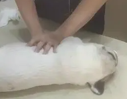 法国斗牛犬宠物店洗澡死亡:主人质疑店员用烘干箱致其窒息 法国斗牛犬宠物店洗澡死亡:主人质疑店员用烘干箱致其窒息