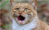 猫咪为什么口臭严重