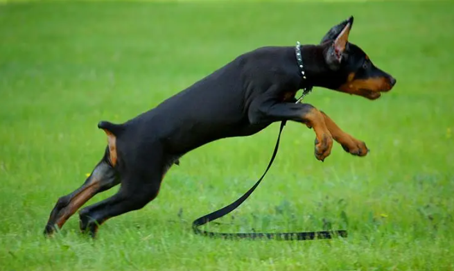 杜宾犬呕吐没精神怎么治疗?这里有答案! 杜宾犬呕吐没精神怎么治疗?这里有答案!