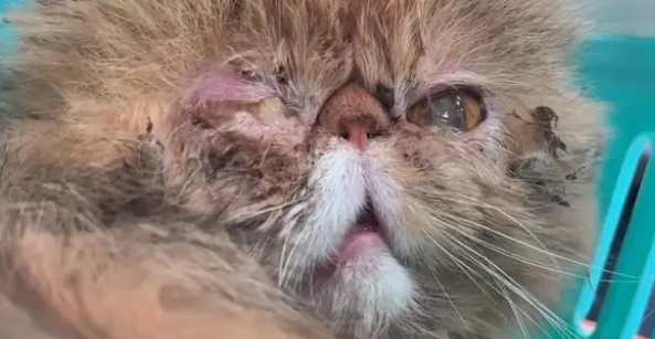被学生伤害,当成取悦工具的流浪猫,获救时,眼里满是泪水 被学生伤害,当成取悦工具的流浪猫,获救时,眼里满是泪水