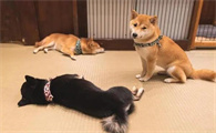 柴犬的致命缺点