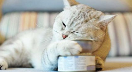 猫咪吃猫条上瘾了怎么办呢? 猫咪吃猫条上瘾了怎么办呢?