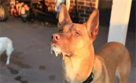 狗狗得了狂犬病能活多久？不妨来看看吧