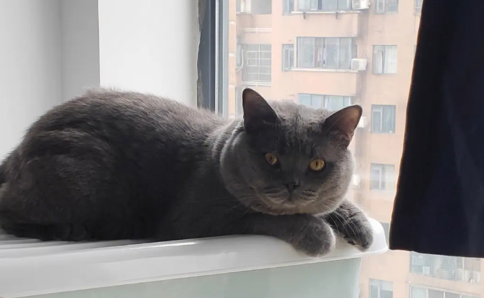 养蓝猫10大忠告