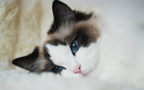 布偶猫乱爬乱翻东西,布偶猫乱爬乱翻东西的解决方法竟然这么简单! 布偶猫乱爬乱翻东西,布偶猫乱爬乱翻东西的解决方法竟然这么简单!