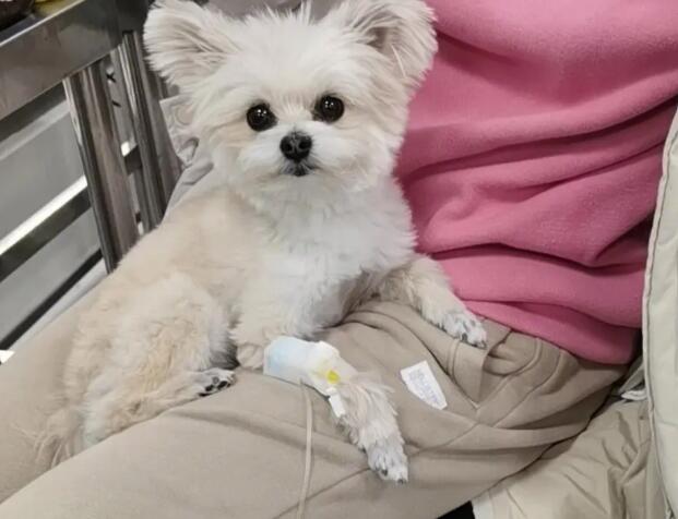 做完绝育手术后,宠物为什么还要留院观察? 做完绝育手术后,宠物为什么还要留院观察?