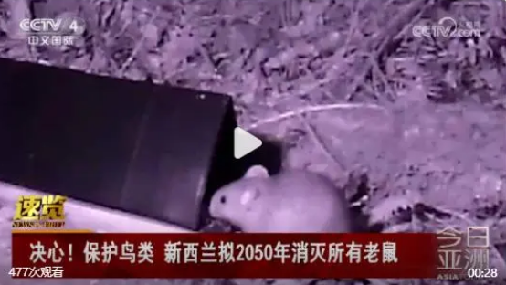 一只老鼠也不留!新西兰计划到2050年消灭当地所有老鼠 一只老鼠也不留!新西兰计划到2050年消灭当地所有老鼠