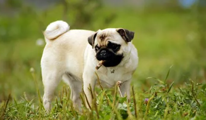 巴哥犬适合的狗粮 巴哥犬适合的狗粮
