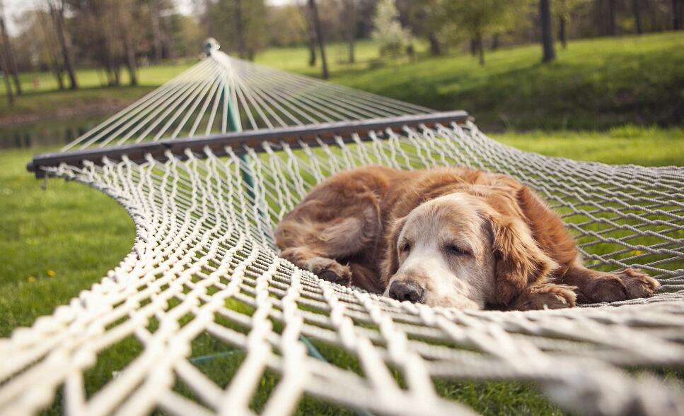 怎样提高宠物犬睡眠品质? 怎样提高宠物犬睡眠品质?