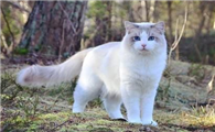 布偶猫多大开始认主人?布偶猫把你当主人的几个表现!