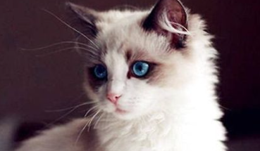 布偶猫肚子大怎么回事？布偶猫肚子大的原因竟然是这样！