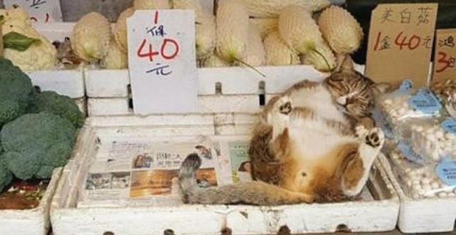 睡觉的橘猫被明码标价,主人凑近后忍不住吐槽 睡觉的橘猫被明码标价,主人凑近后忍不住吐槽