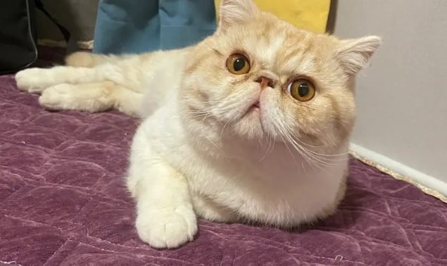 加菲猫眼屎多怎么办? 加菲猫眼屎多怎么办?
