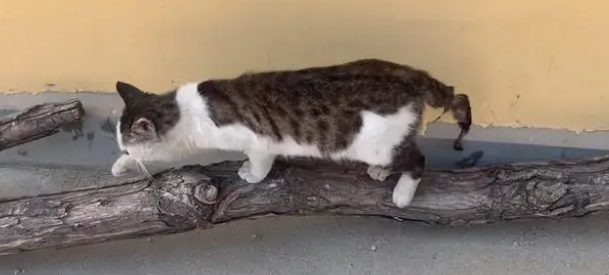 曾经亲人的流浪猫,却逐渐变得警惕和戒备 曾经亲人的流浪猫,却逐渐变得警惕和戒备