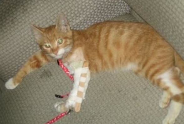 猫骨折了怎么办?能自我恢复吗? 猫骨折了怎么办?能自我恢复吗?
