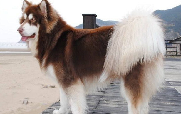 养阿拉斯加犬有什么好处和坏处吗