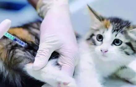 不建议猫打疫苗怎么办?来看看吧 不建议猫打疫苗怎么办?来看看吧