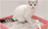 BEOW猫砂好用不