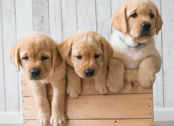 寻回犬是干什么的 寻回犬是干什么的