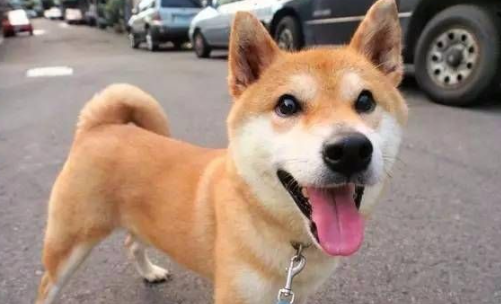 柴犬毛长吗？柴犬虽然毛不长但是掉毛也十分厉害