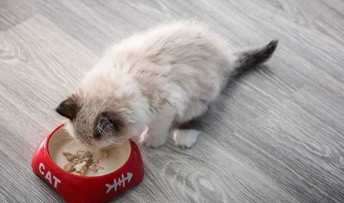 猫咪牙齿太长了怎么办?猫咪牙齿很长怎么办? 猫咪牙齿太长了怎么办?猫咪牙齿很长怎么办?