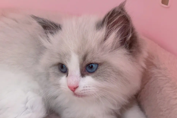 布偶猫乱爬乱翻东西,布偶猫乱爬乱翻东西的解决方法竟然这么简单! 布偶猫乱爬乱翻东西,布偶猫乱爬乱翻东西的解决方法竟然这么简单!