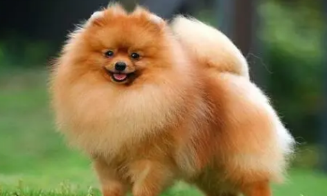 成年博美犬图片 成年博美犬图片