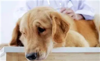 狗狗杀虫剂轻微中毒怎么办啊？