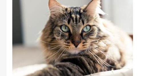 猫咪有点拉肚子怎么办?猫有些拉肚子怎么办? 猫咪有点拉肚子怎么办?猫有些拉肚子怎么办?