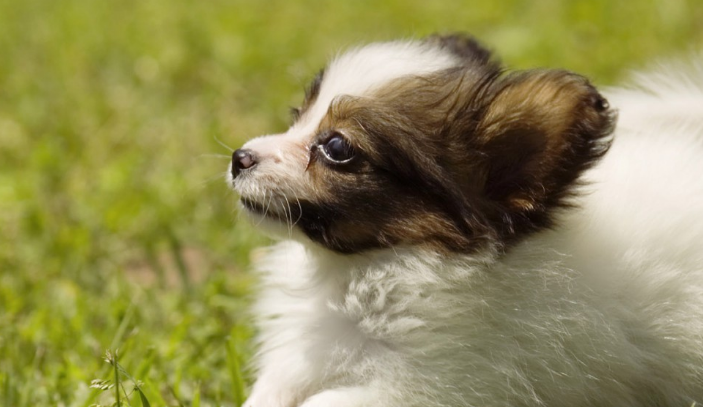什么是犬儒形螨病？犬儒形螨病的防治方法