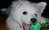 银狐犬咬人是怎么回事