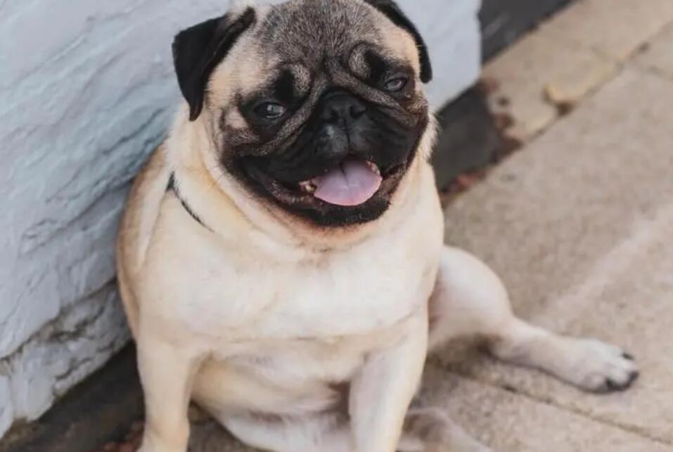 正宗巴哥犬的图片