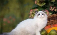 布偶猫掉毛吃什么？布偶猫掉毛这样处理最好