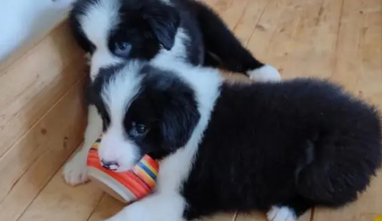 边境牧羊犬好养吗怎么养 边境牧羊犬好养吗怎么养