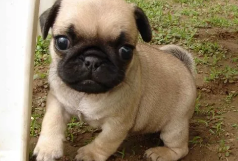 500元的巴哥犬