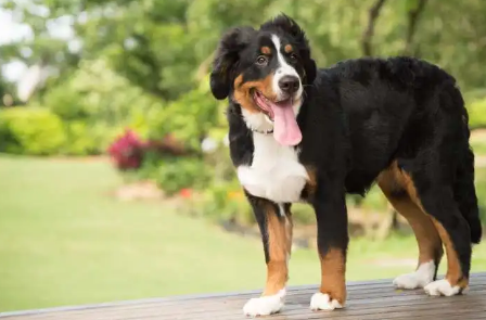 伯恩山犬一般多少钱一只
