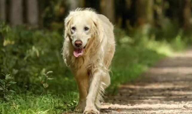 老年犬有痛说不出!了解狗狗老年的常见疾病,帮它们安度幸福晚年 老年犬有痛说不出!了解狗狗老年的常见疾病,帮它们安度幸福晚年