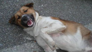 细小、犬瘟、是如何得来的？