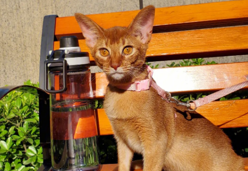 阿比西尼亚猫多少钱一只