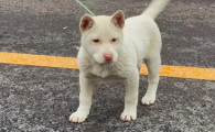 下司猎犬的速度怎么样